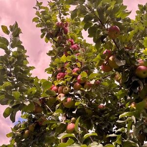 Meet your Posher, Joyannah